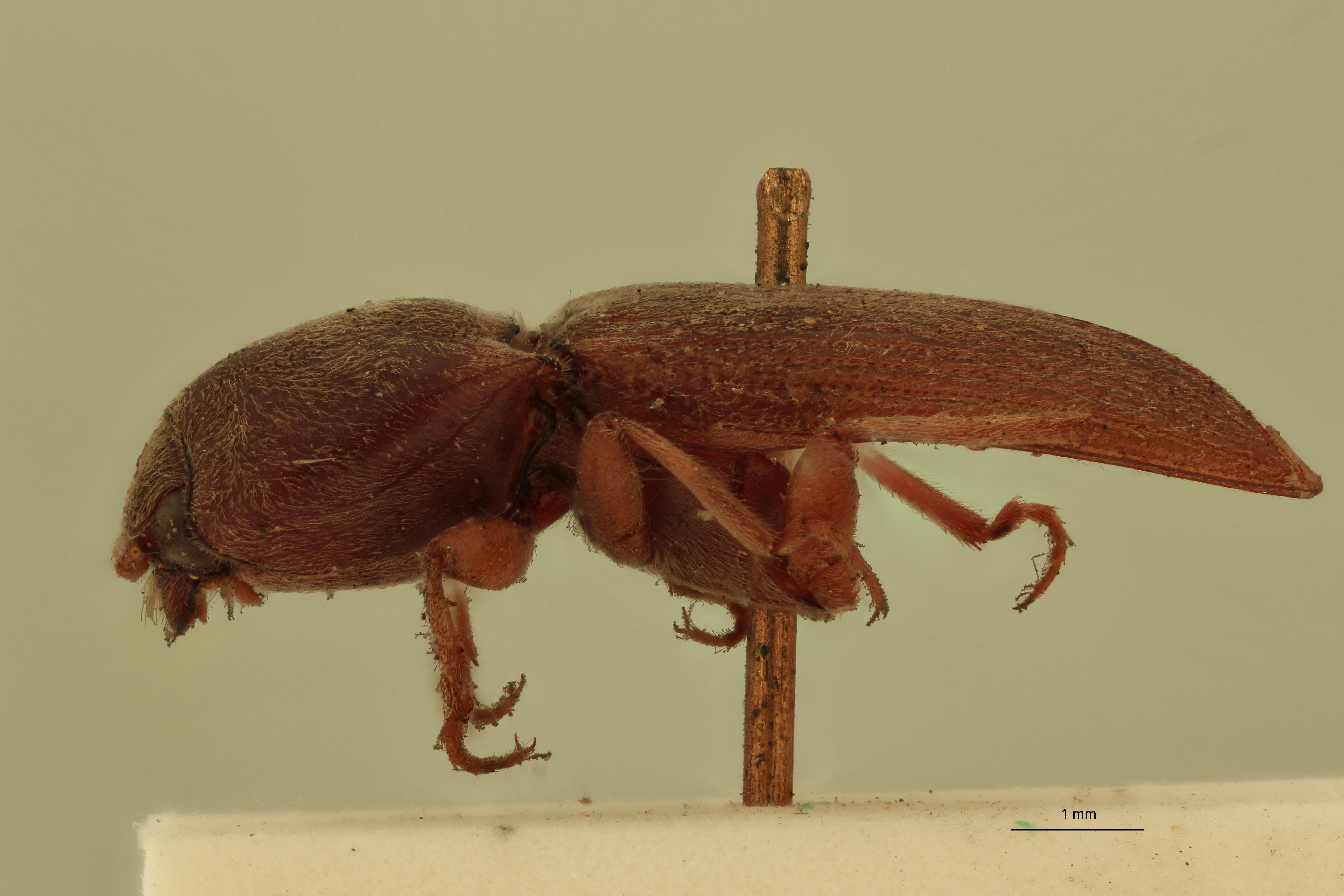 Coptostethus majusculus M T L.jpg