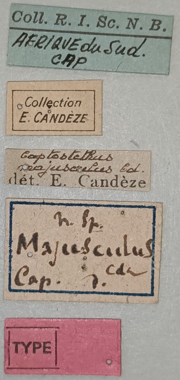 Coptostethus majusculus M T Labels.jpg