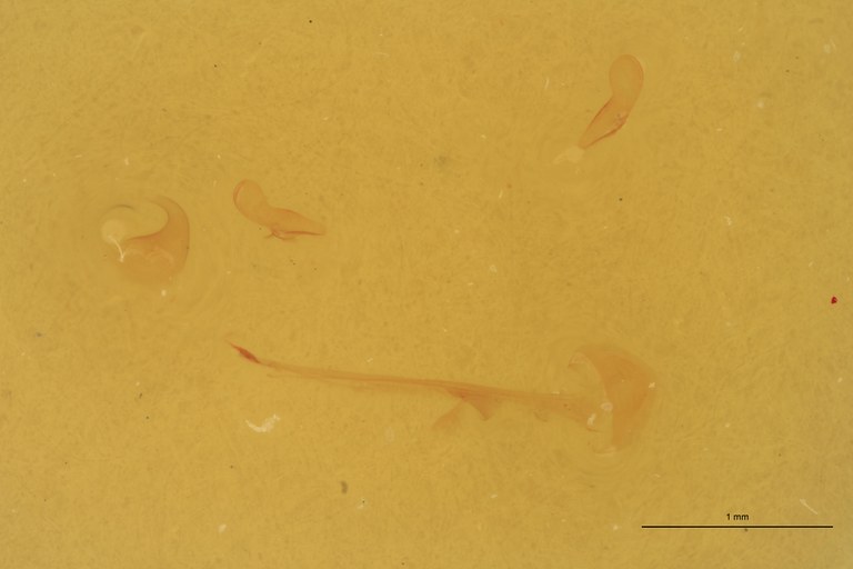 Coptostethus tenuipes M T Prep.jpg