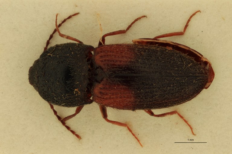 Coptostethus tenuipes M T D.jpg