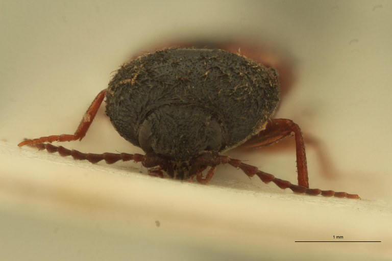 Coptostethus tenuipes M T F.jpg