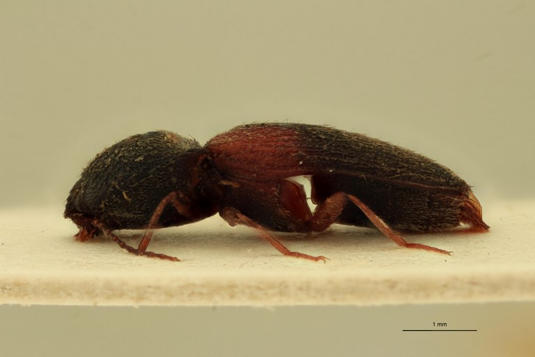 Coptostethus tenuipes M T L.jpg