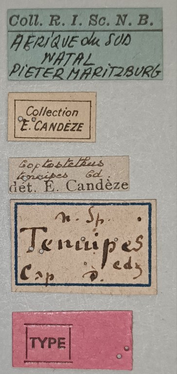 Coptostethus tenuipes M T Labels.jpg