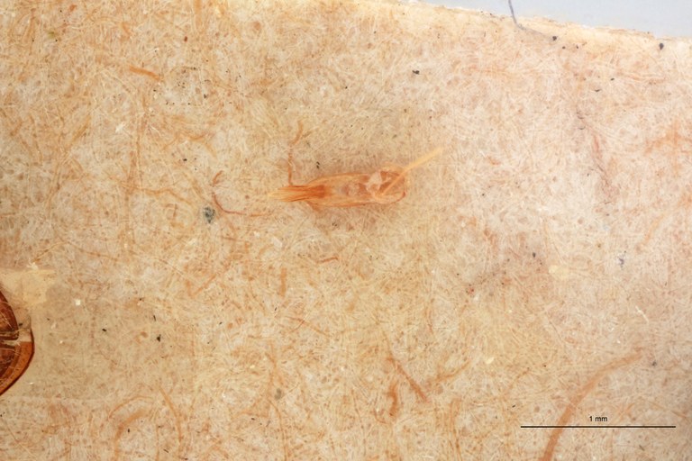 Craspedostethus commotus M T Aedeagus.jpg