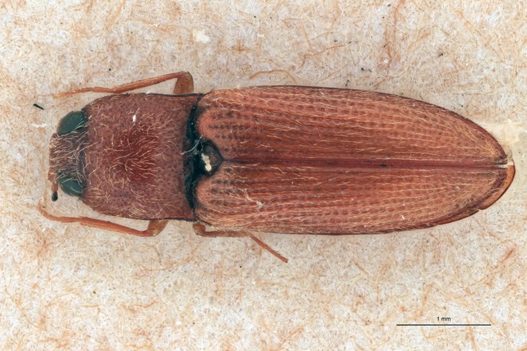 Craspedostethus commotus M T D.jpg