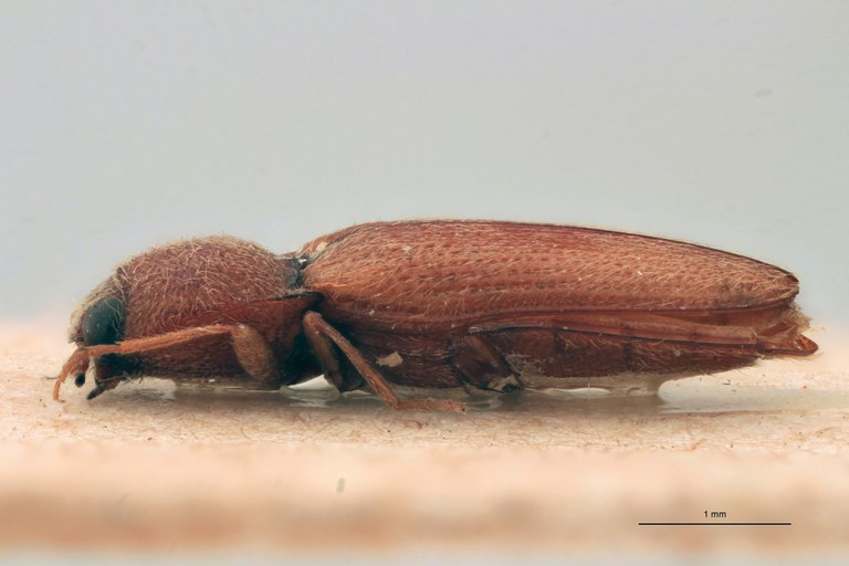 Craspedostethus commotus M T L.jpg