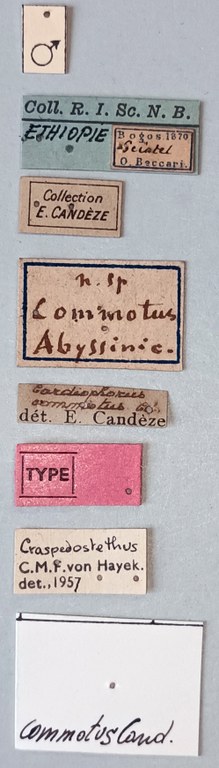 Craspedostethus commotus M T Labels.jpg