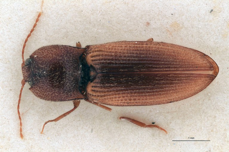 Craspedostethus culciarius F T D.jpg