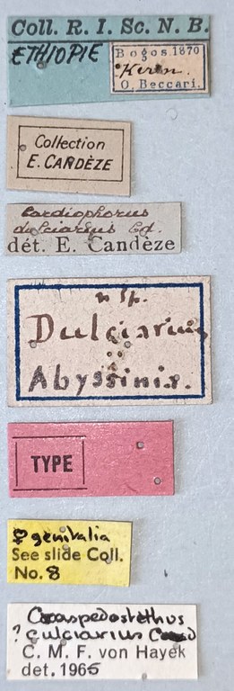 Craspedostethus culciarius F T Labels.jpg