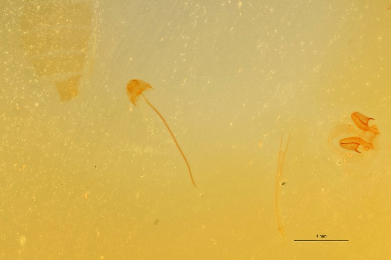 Craspedostethus culciarius F T Parameres.jpg
