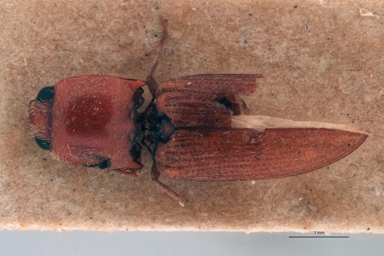 Craspedostethus permodicus Lt D.jpg