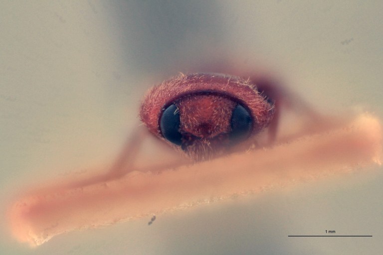 Craspedostethus permodicus Lt F.jpg