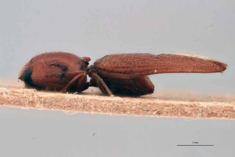 Craspedostethus permodicus Lt L.jpg