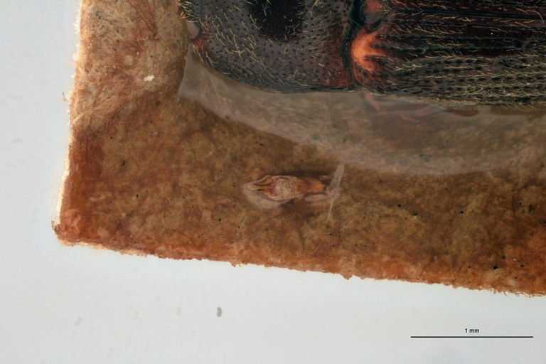 Craspedostethus vellicatus M T Aedeagus.jpg