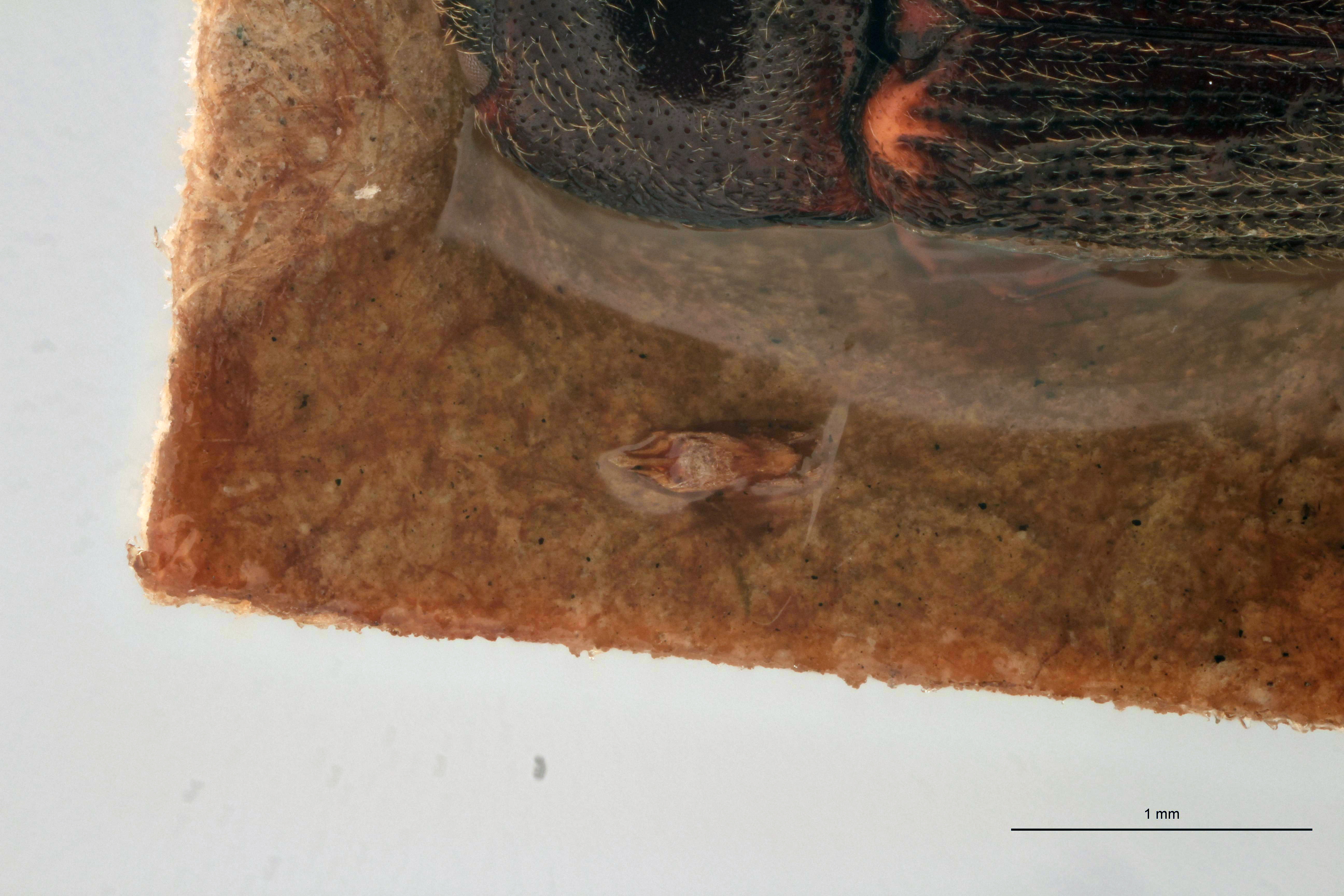 Craspedostethus vellicatus M T Aedeagus.jpg
