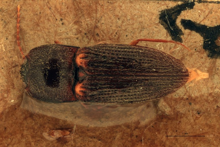 Craspedostethus vellicatus M T D.jpg