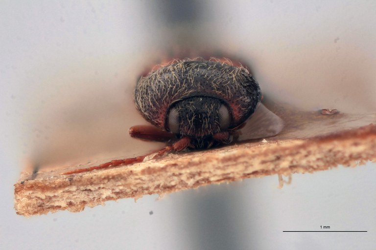 Craspedostethus vellicatus M T F.jpg