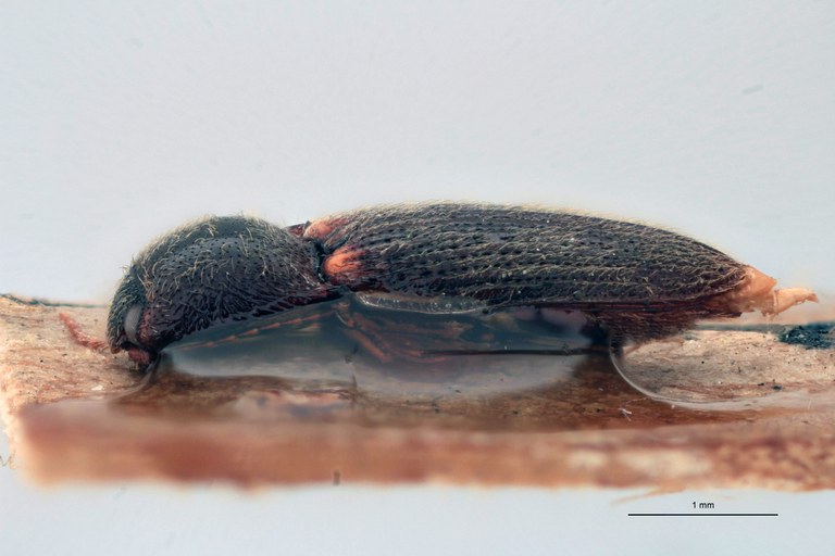 Craspedostethus vellicatus M T L.jpg