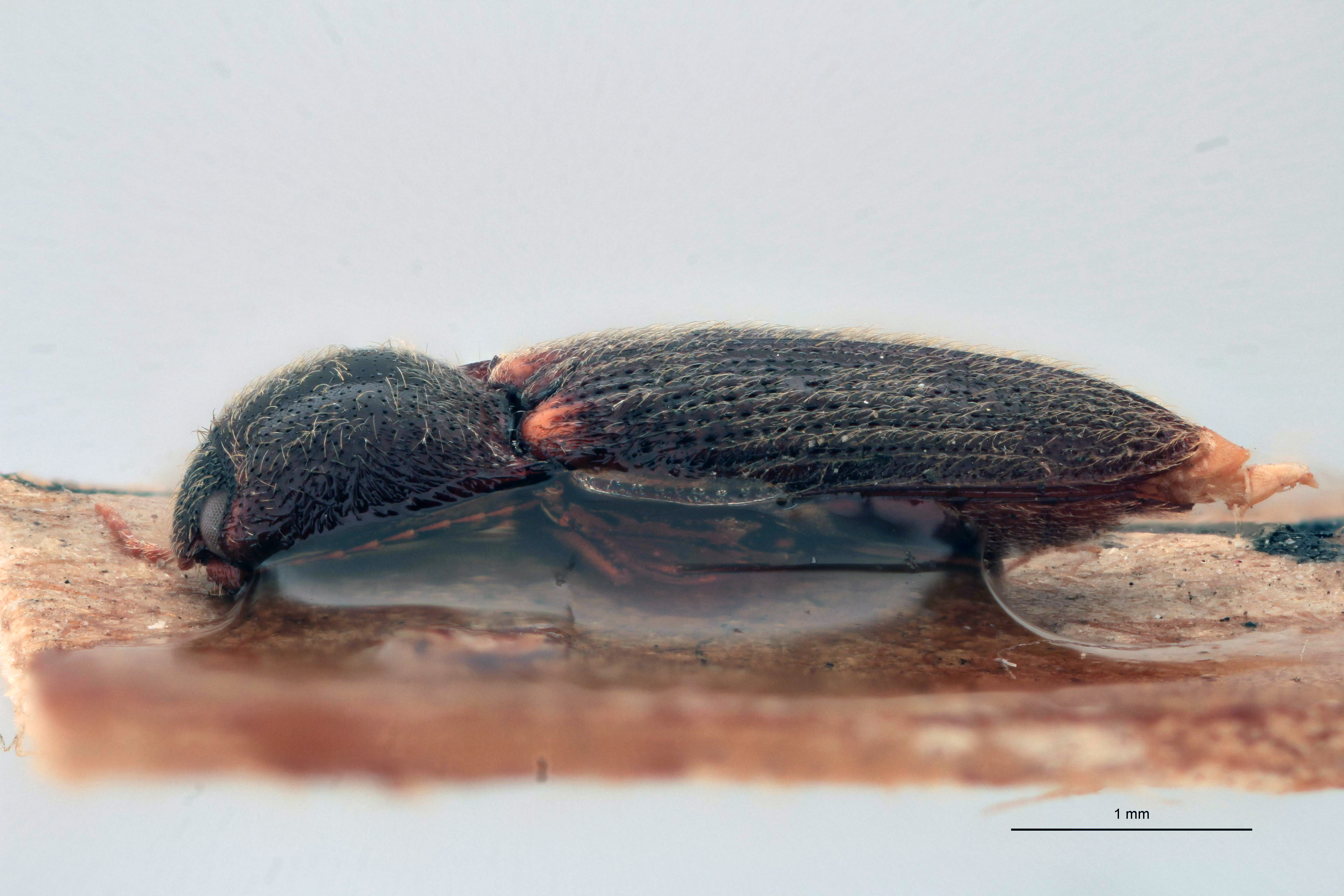 Craspedostethus vellicatus M T L.jpg