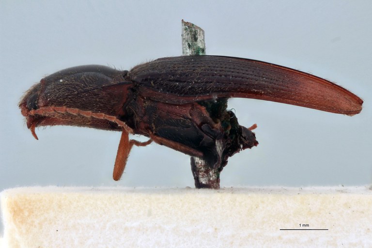 Esthesopus apicatus T L.jpg