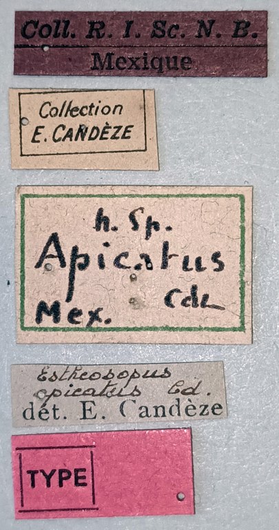 Esthesopus apicatus T Labels.jpg