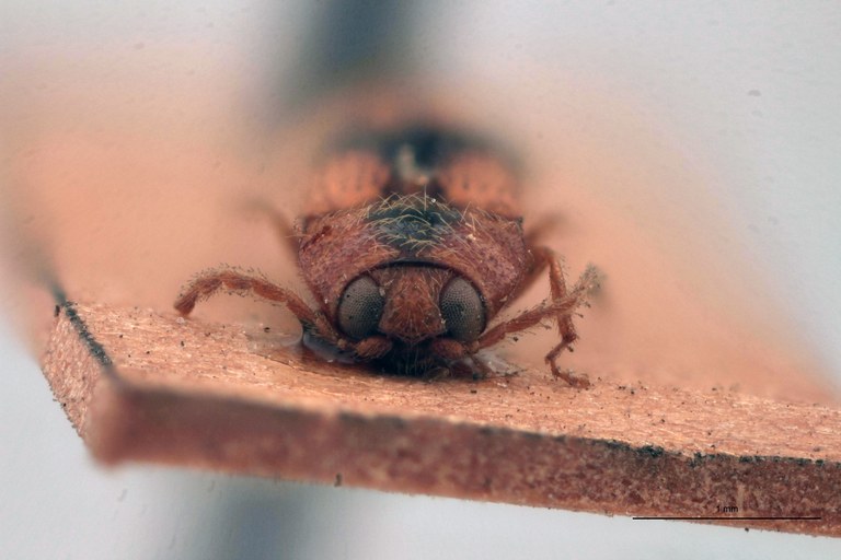 Esthesopus bellus T F.jpg