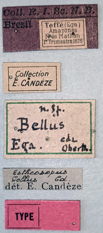 Esthesopus bellus T Labels.jpg