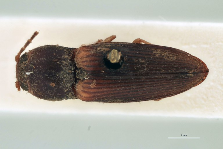 Esthesopus delinitor T D.jpg