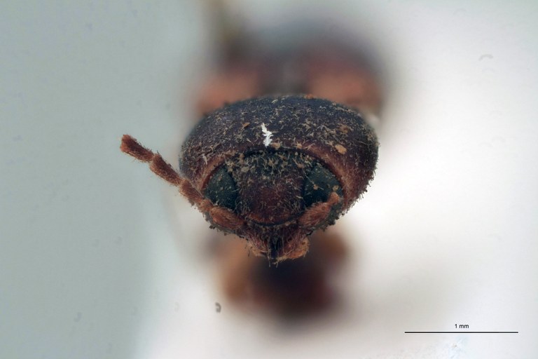 Esthesopus delinitor T F.jpg