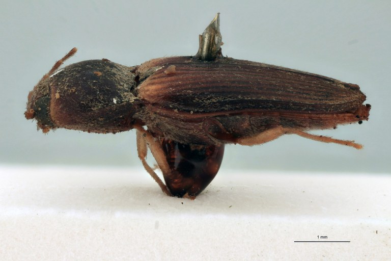 Esthesopus delinitor T L.jpg