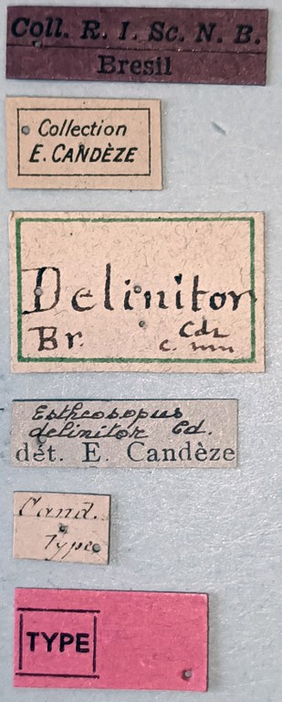 Esthesopus delinitor T Labels.jpg