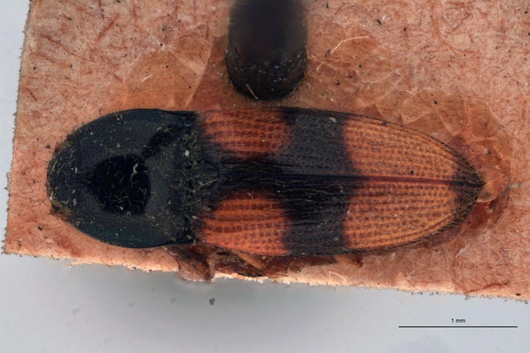 Horistonotus andicola T D.jpg