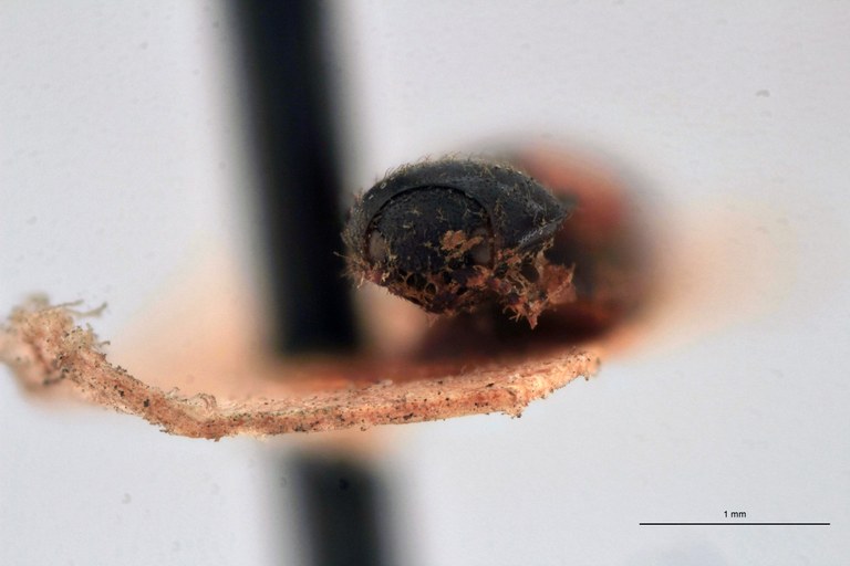 Horistonotus andicola T F.jpg