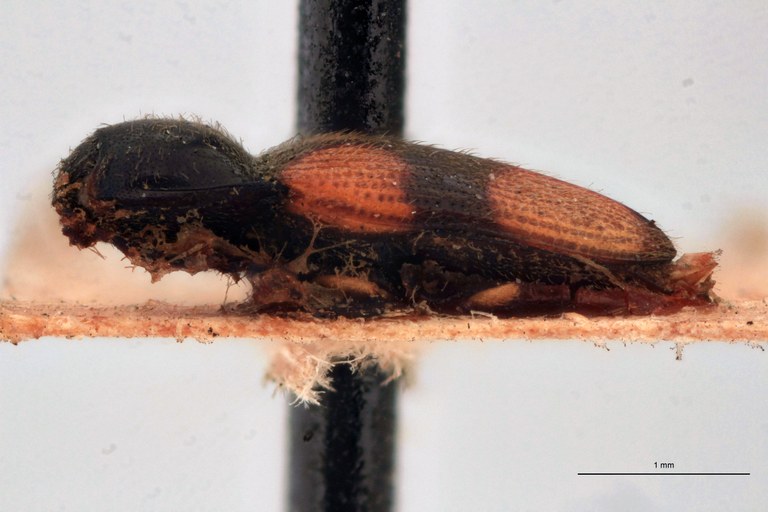 Horistonotus andicola T L.jpg