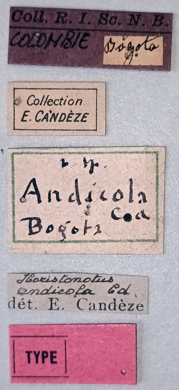 Horistonotus andicola T Labels.jpg