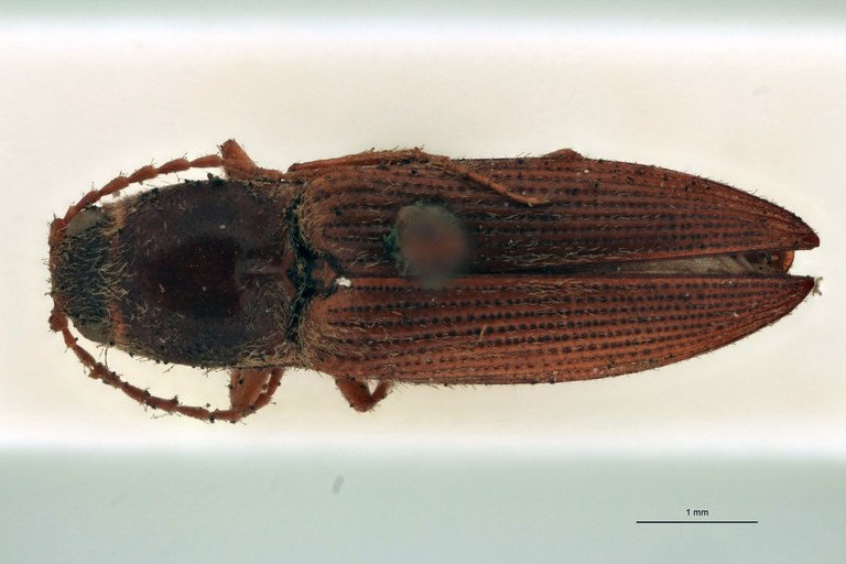 Horistonotus arechavaletae T D.jpg