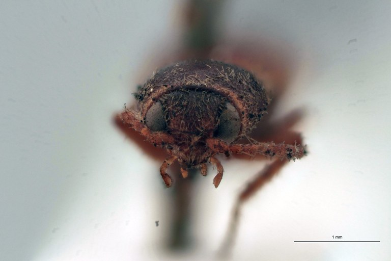 Horistonotus arechavaletae T F.jpg