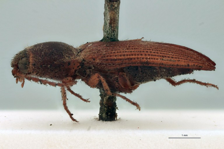 Horistonotus arechavaletae T L.jpg