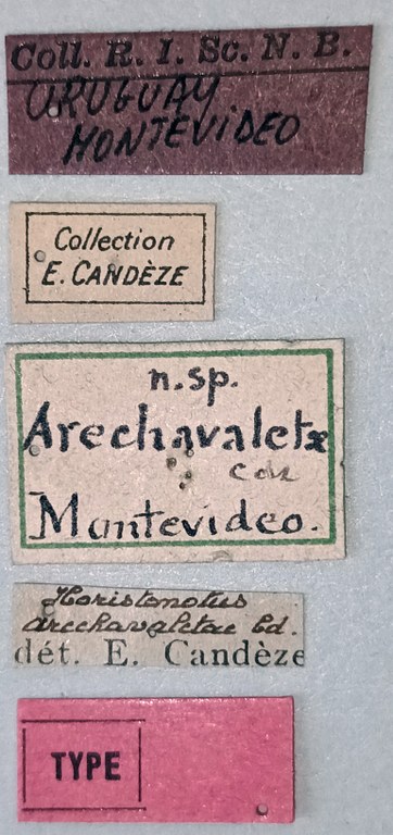 Horistonotus arechavaletae T Labels.jpg
