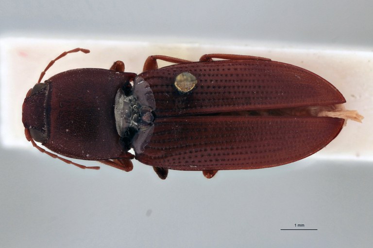 Horistonotus brunneus T D.jpg