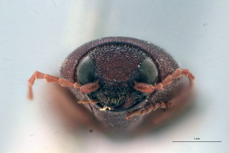 Horistonotus brunneus T F.jpg