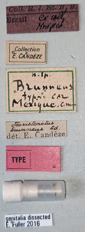 Horistonotus brunneus T Labels.jpg