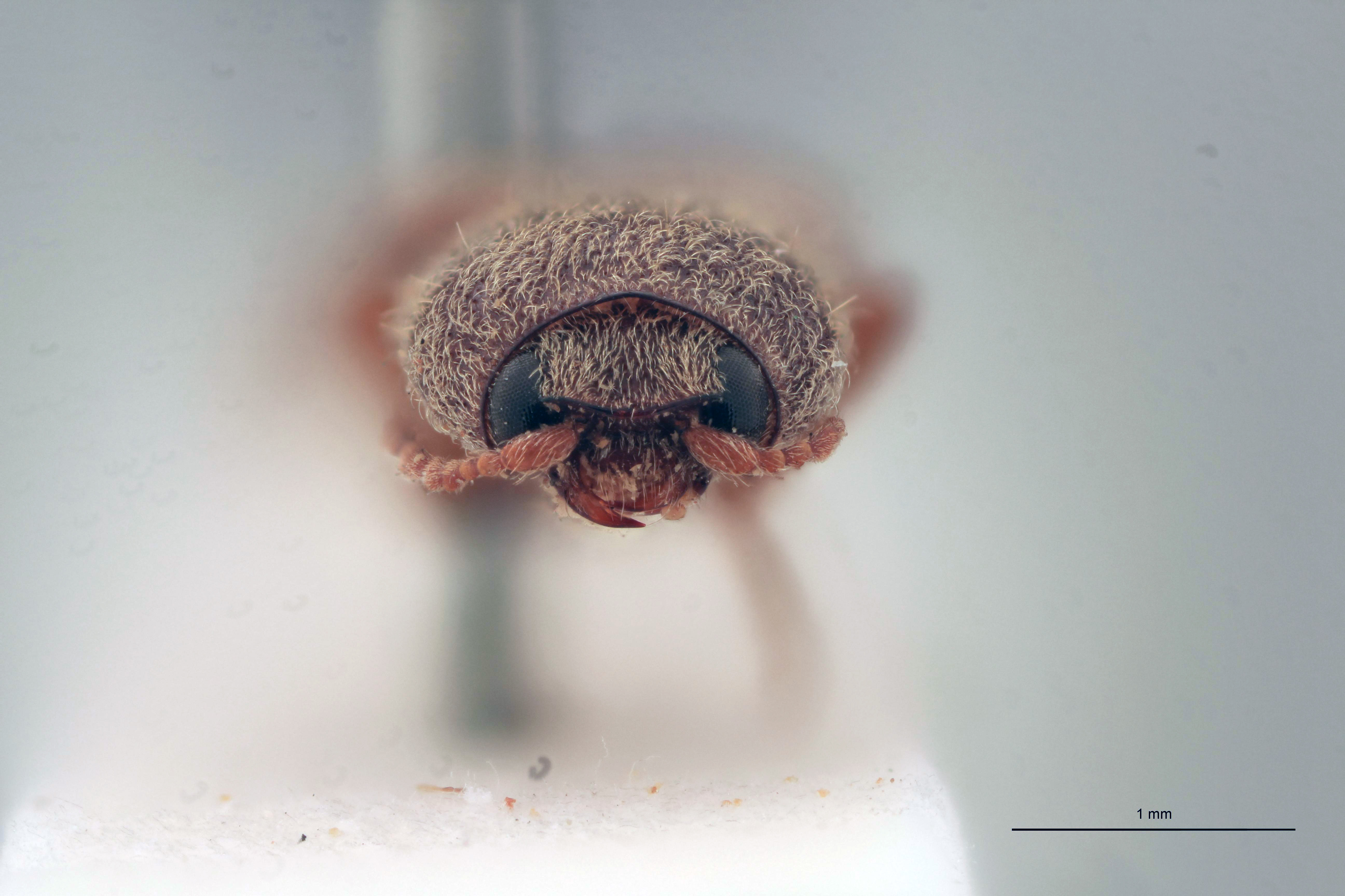 Horistonotus farinosus T F.jpg