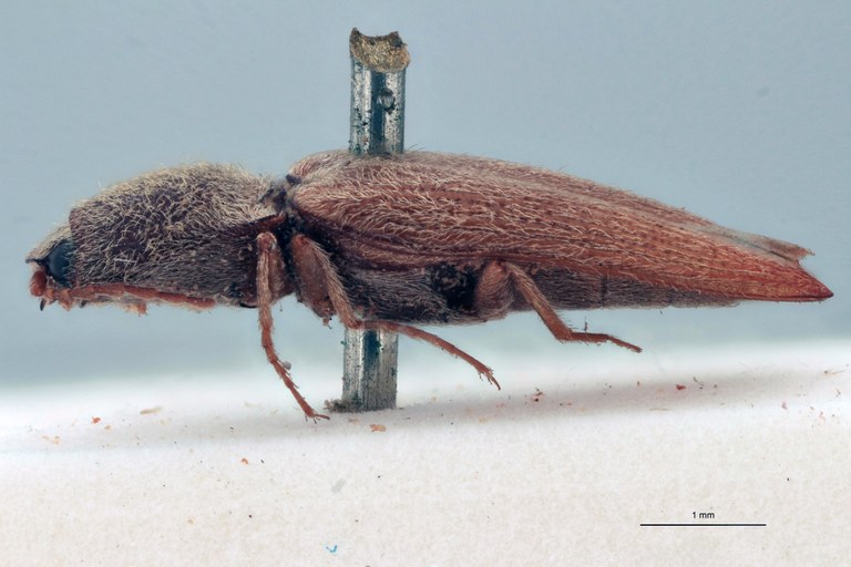 Horistonotus farinosus T L.jpg