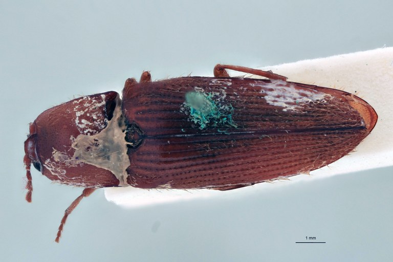 Horistonotus flavidus Plt D.jpg