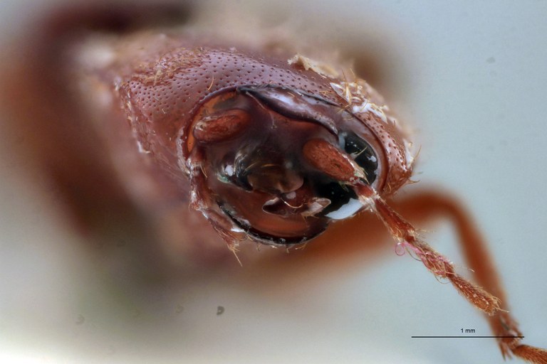 Horistonotus flavidus Plt F.jpg