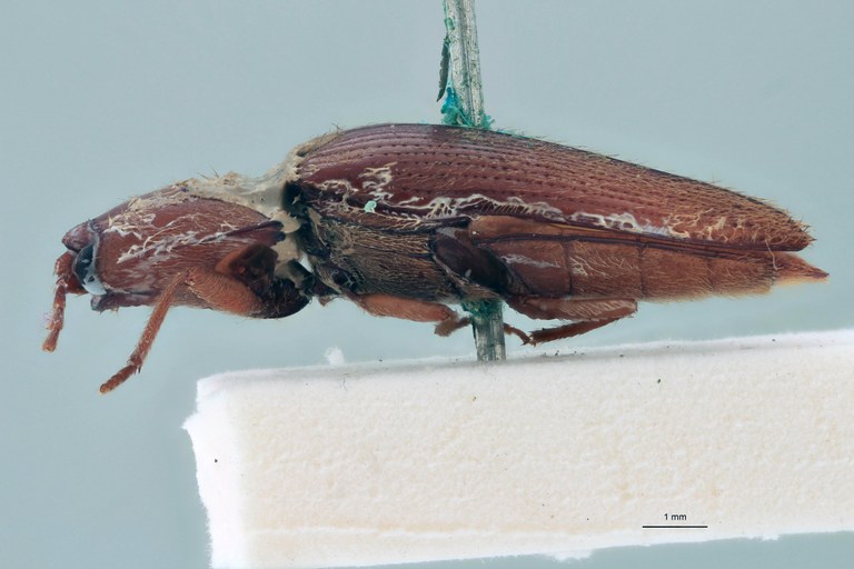 Horistonotus flavidus Plt L.jpg