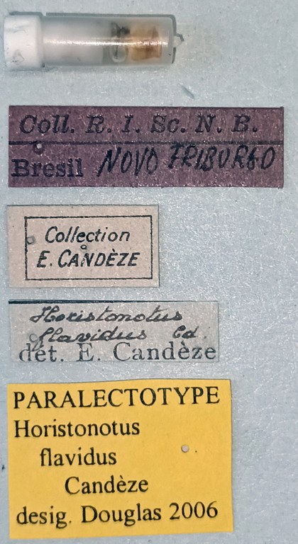 Horistonotus flavidus Plt Labels.jpg