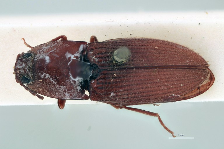 Horistonotus flavidus Lt D.jpg