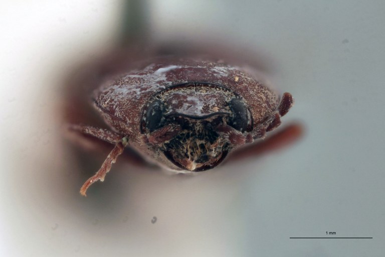 Horistonotus flavidus Lt F.jpg